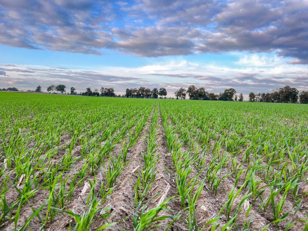 Pszenica ozima Pallas