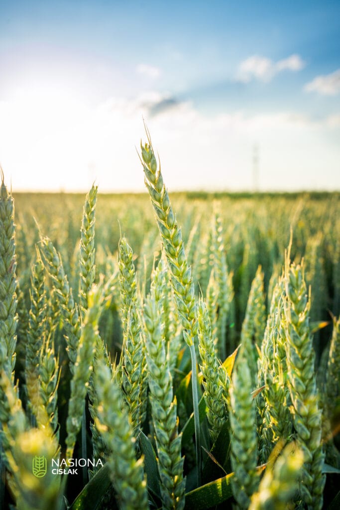 Pszenica ozima Banatus
