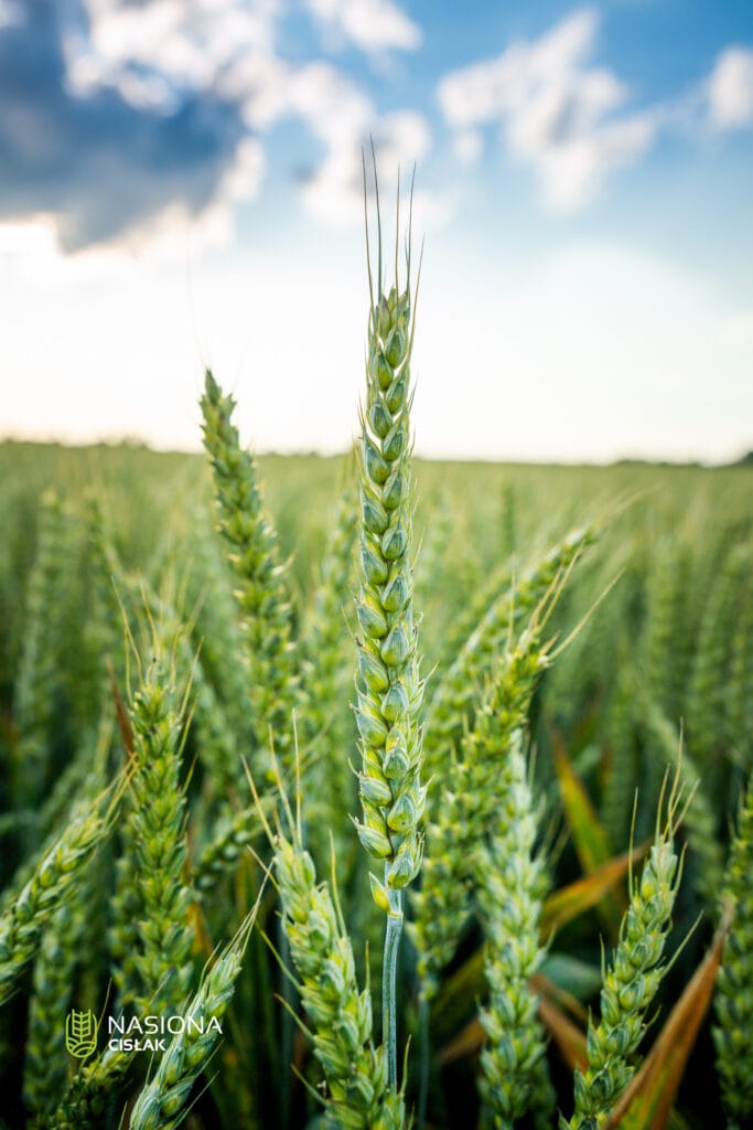 Pszenica ozima Pallas