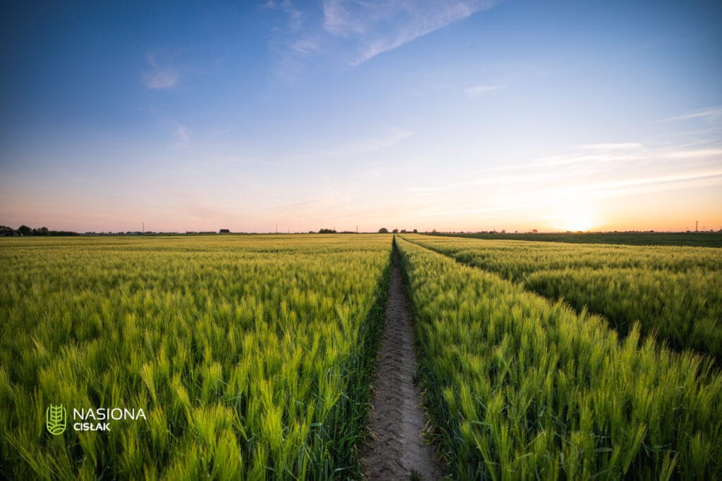 Jęczmień ozimy Jakubus