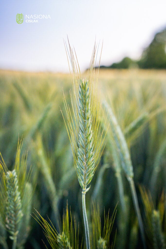Pszenżyto ozime SU Atletus