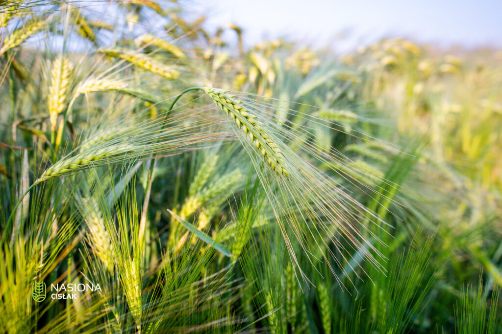 Jęczmień ozimy SU Midnight