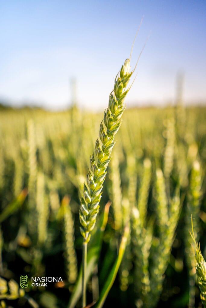 Pszenica ozima Sanseo