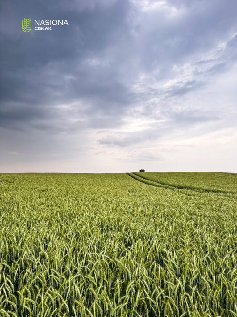 Pszenżyto ozime Tadeus