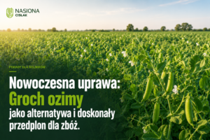 groch-ozimy-jako-alternatywa-i-przedplon