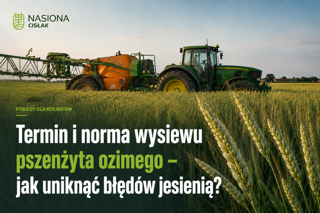 termin-i-norma-wysiewu-pszenzyta-ozimego