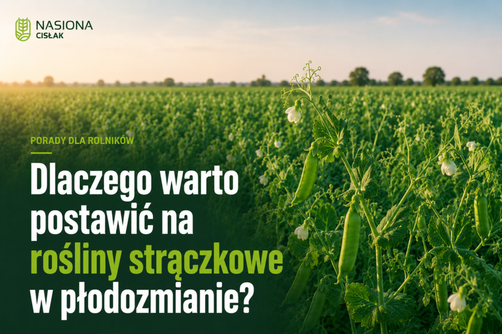 dlaczego-warto-uprawiac-rosliny-straczkowe