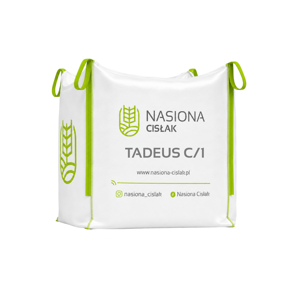 Materiał siewny pszenżyta ozimego Tadeus