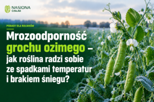 groch-ozimy-mrozoodpornosc-zimowanie-brak-sniegu