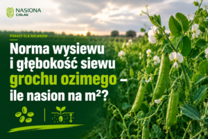 groch-ozimy-norma-wysiewu-glebokosc-siewu