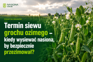 groch-siewny-ozimy-termin-siewu-przezimowanie