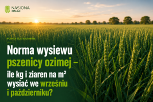 norma-wysiewu-pszenicy-ozimej-wrzesien-pazdziernik