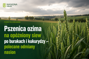 pszenica-ozima-opozniony-siew-po-burakach-kukurydzy